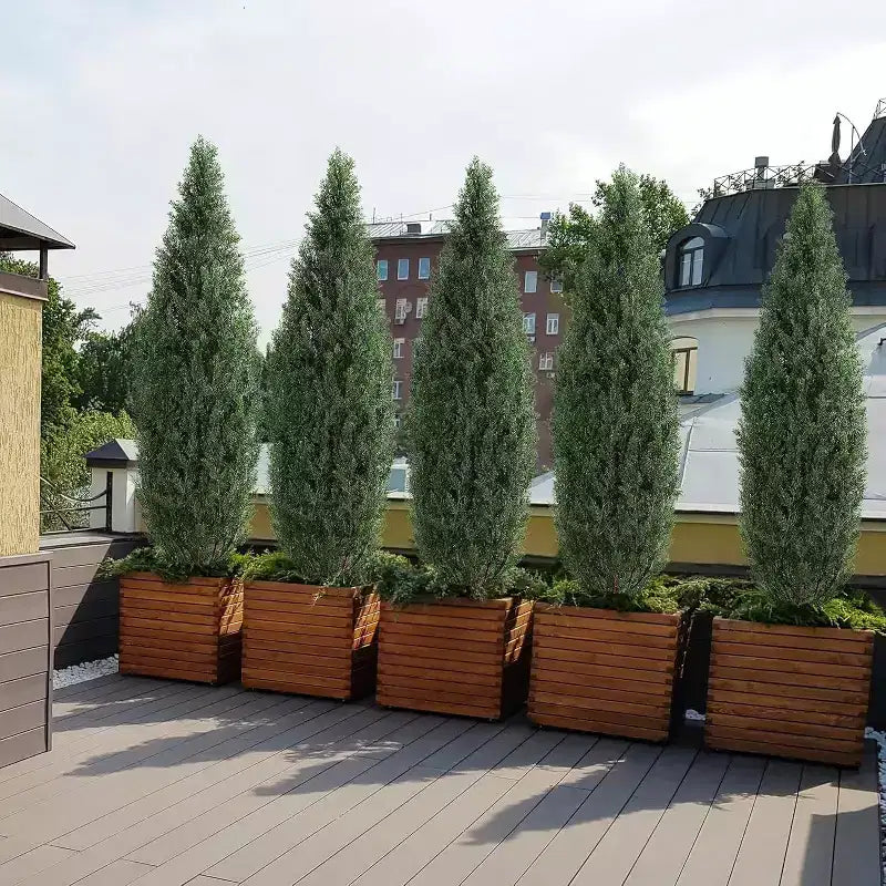 Paire de topiaires de 1,5 m – Aspect cèdre réaliste pour intérieur et extérieur